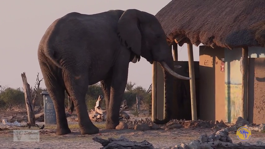 Dancing with Elephants – In the Crossroad of Giants